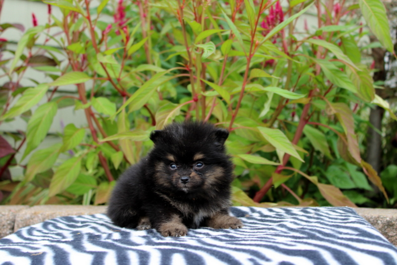 puppy, for, sale, Pomeranian, Matthew B. Stoltzfus, dog, breeder, Gap, PA, dog-breeder, puppy-for-sale, forsale, nearby, find, puppyfind, locator, puppylocator, aca